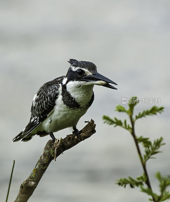 彩斑翠鸟(Ceryle rudis)是一种水翠鸟，广泛分布在非洲和亚洲。它们黑白相间的羽毛、羽冠，以及在潜水捕鱼前在清澈的湖泊和河流上空盘旋的习惯，使它们与众不同。N湖